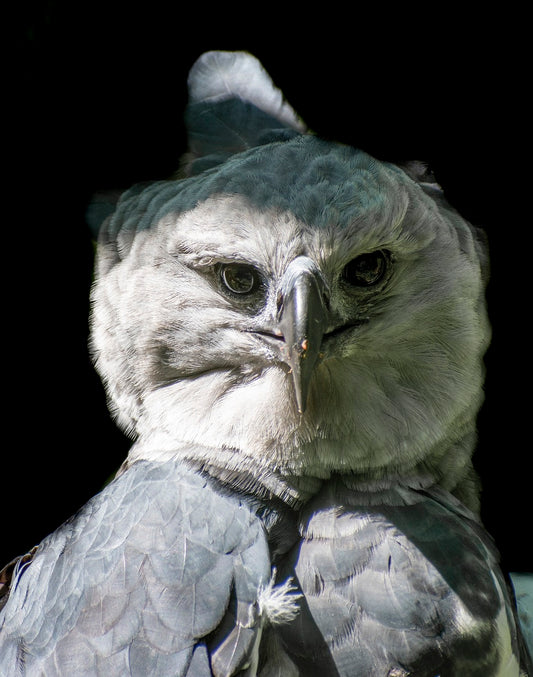 The Owl Story